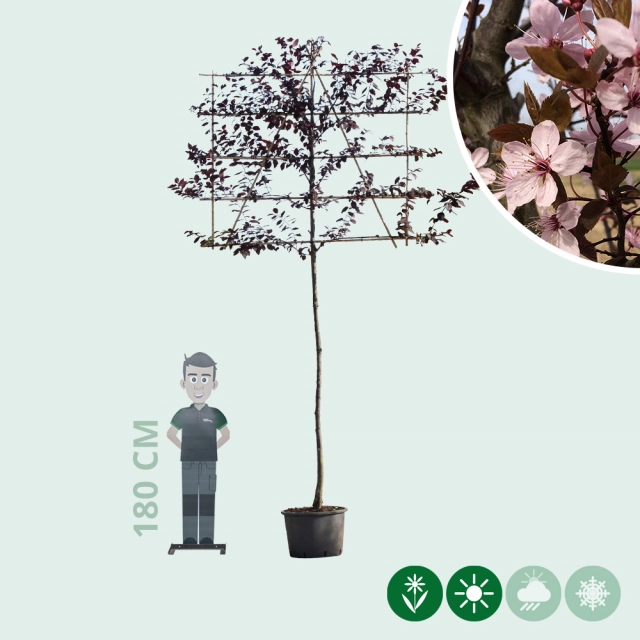Kerspruim leiboom 220 cm
