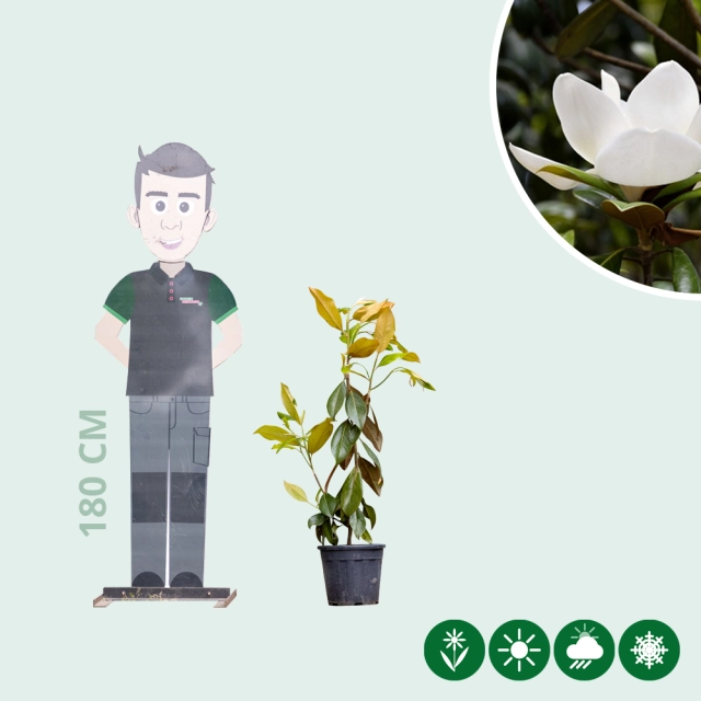 Magnolia grandiflora struik