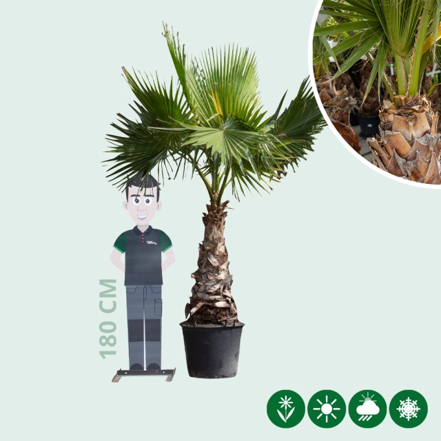Mexicaanse waaierpalm 200 cm