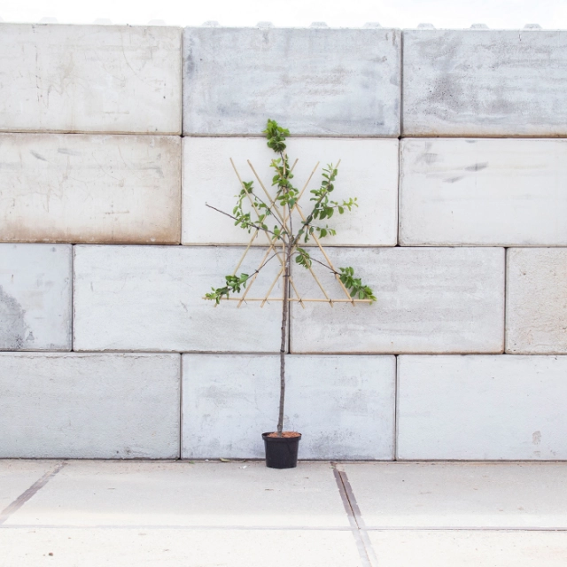 Zoete pruim 'Reine Claude Verte' halfstam leiboom