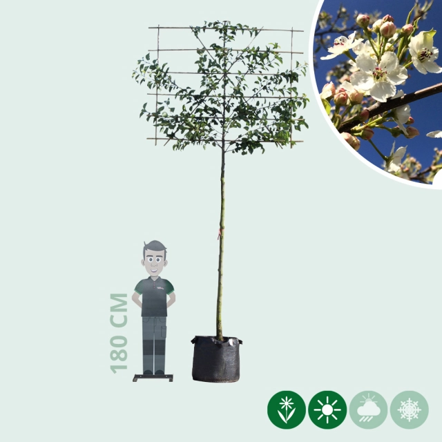 Sierpeer leiboom 240 cm