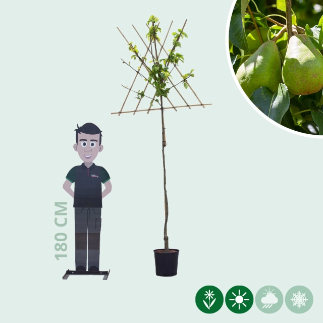 Pyrus c. 'Doyenne du Comice' hoogstam leiboom