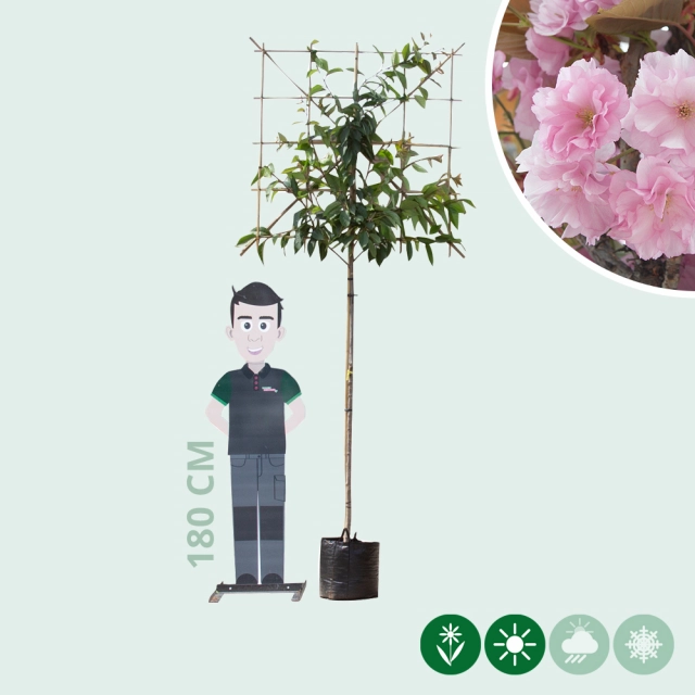 Japanse sierkers leiboom 180 cm