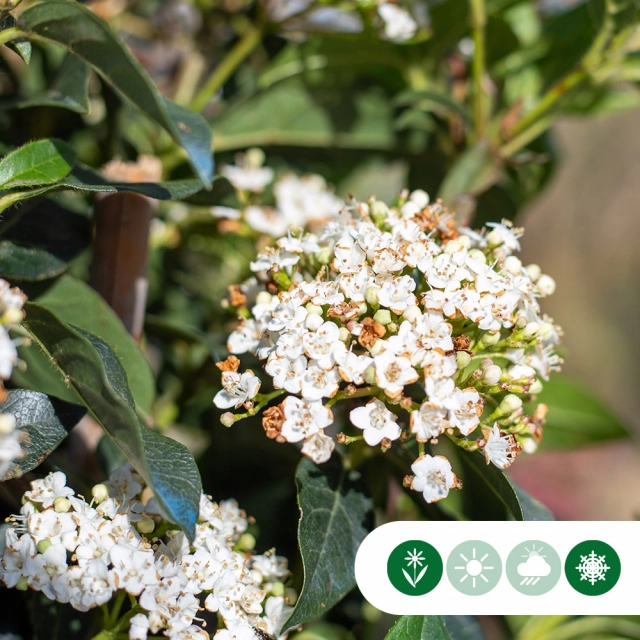 Bomen met witte bloemen