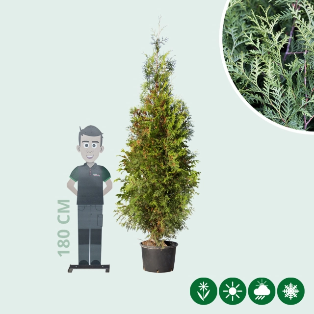 Coniferen 'Brabant' 220 cm