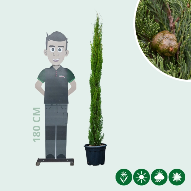 Italiaanse cipresboom 'Totem' 175 cm
