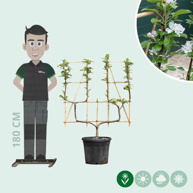 Elstar Appelboom u-vorm