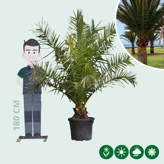 Dadelpalm 200 cm
