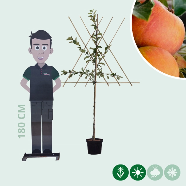 Malus d. 'Cox Orange Pippin' halfstam leiboom