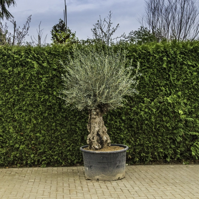Olijfboom 'Bonsai' #97