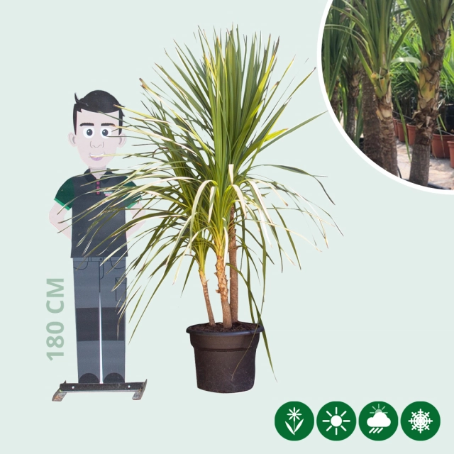 Groene koolpalm meerstammig