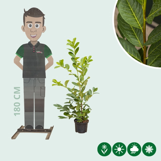 Laurierhaag 'Rotundifolia' 80 cm