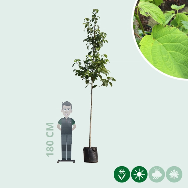 Zakdoekenboom