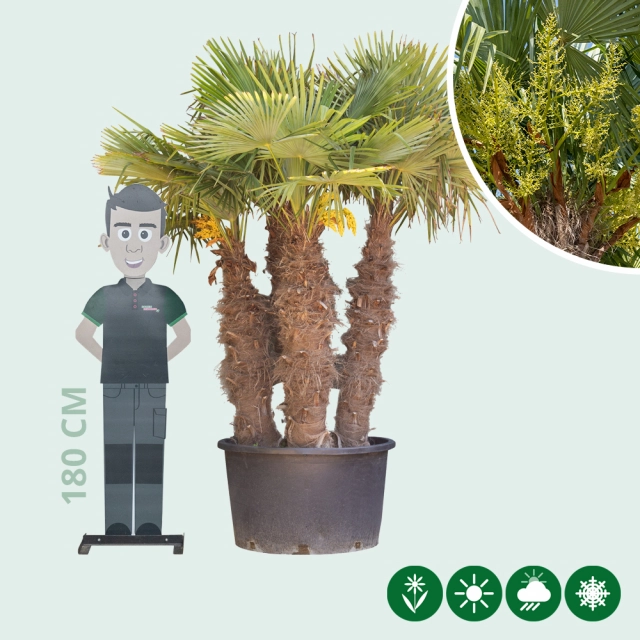 Chinese waaierpalm meerstammig