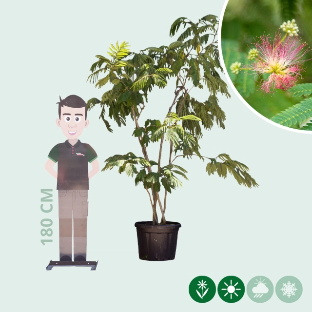 Perzische slaapboom meerstammig