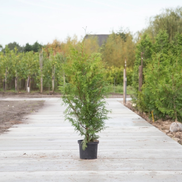 Conifeer 'Excelsa' 140 cm