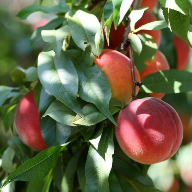 Nectarine 'Mme Blanchet' laagstam leiboom