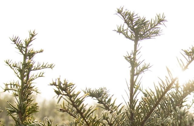 De beste bomen voor vogels in jouw tuin