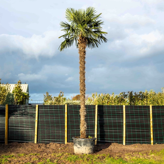 Chinese waaierpalm volgroeid