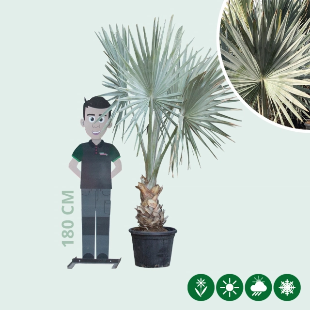 Bismarck palm