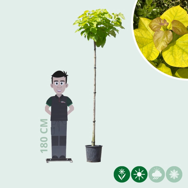 Gele bolcatalpa 200 cm stamhoogte