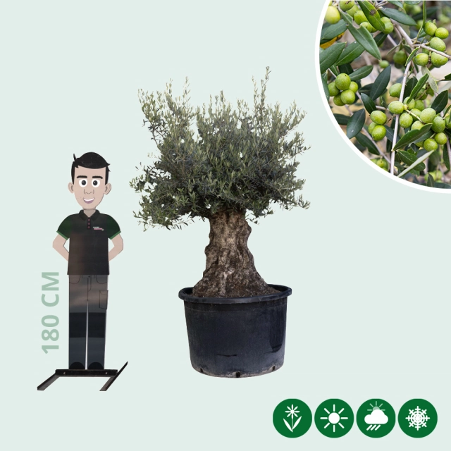 Olijfboom 'Bonsai' 100-120 cm stamomtrek