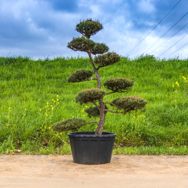 Zwarte den Bonsai #143