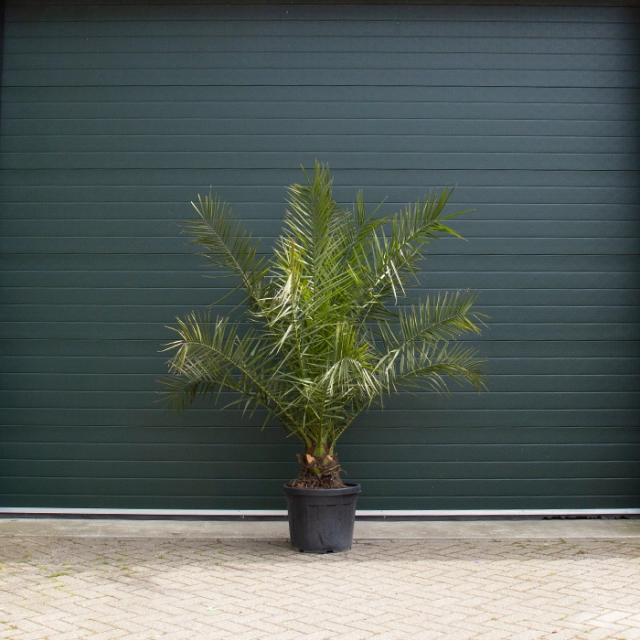 Dadelpalm 250 cm