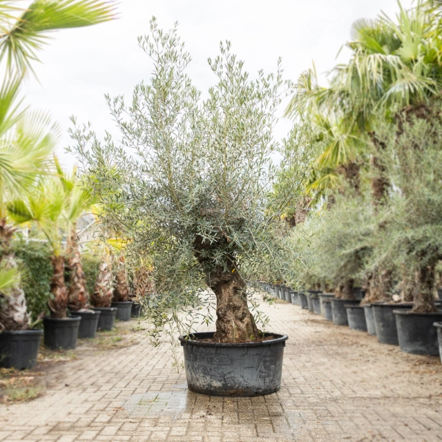 Olijfboom 'Bonsai' #186