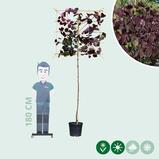 Judasboom 'Forest Pansy' leiboom 180 cm