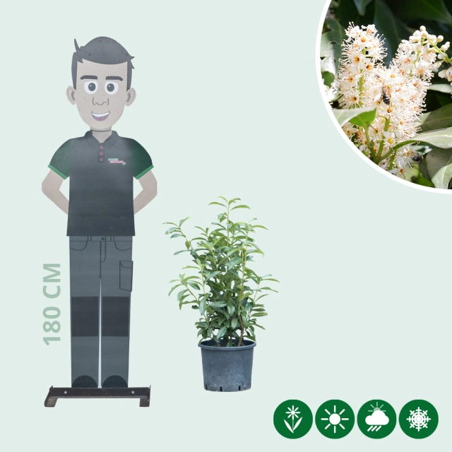 Laurierhaag 'Genolia' 60 cm