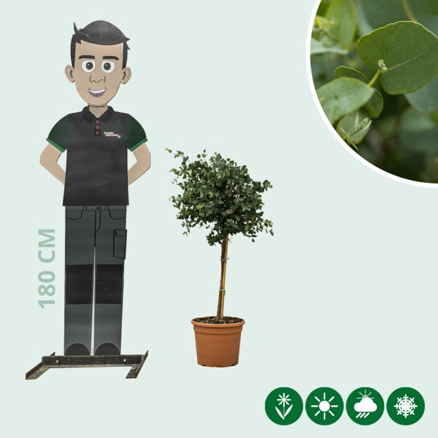 Gomboom 'Eucalyptus gunnii' 40 cm stamhoogte