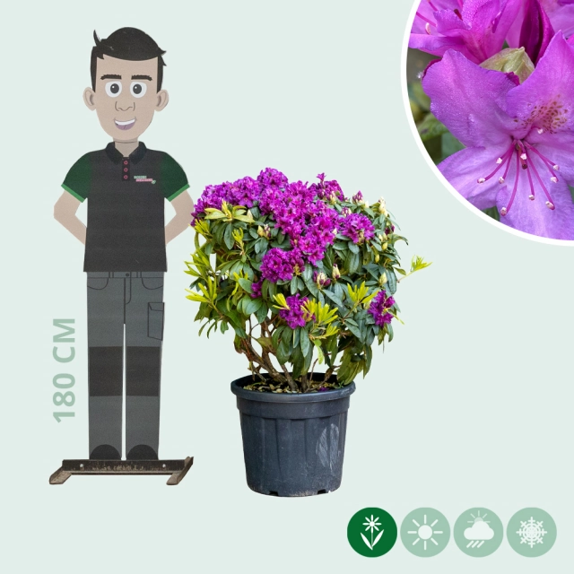 Rhododendron 'Azurro'