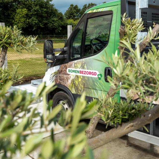 Beste tijd om bomen te planten