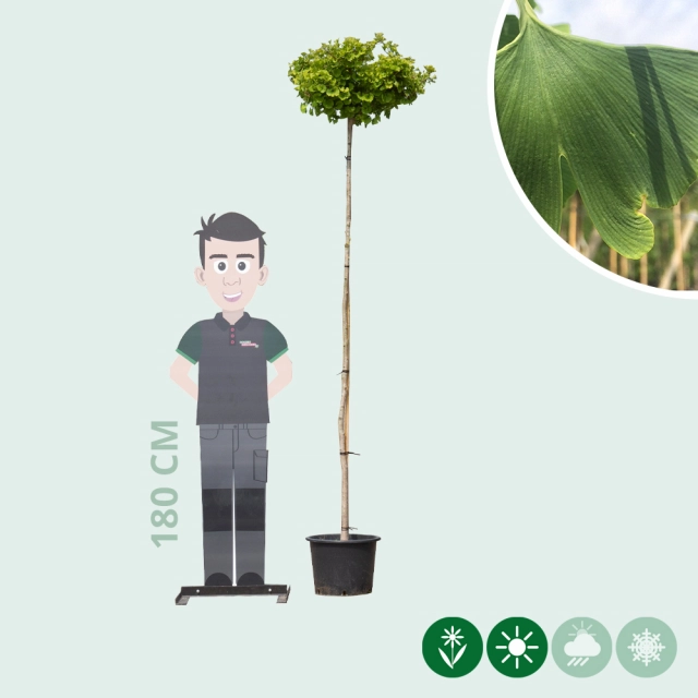 Japanse notenboom op stam 220 cm stamhoogte