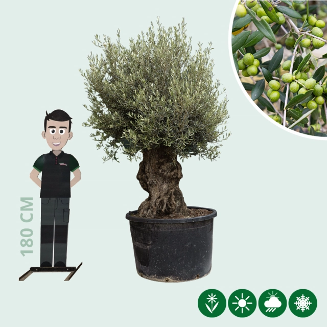 Olijfboom 'Bonsai' 120-140 cm stamomtrek