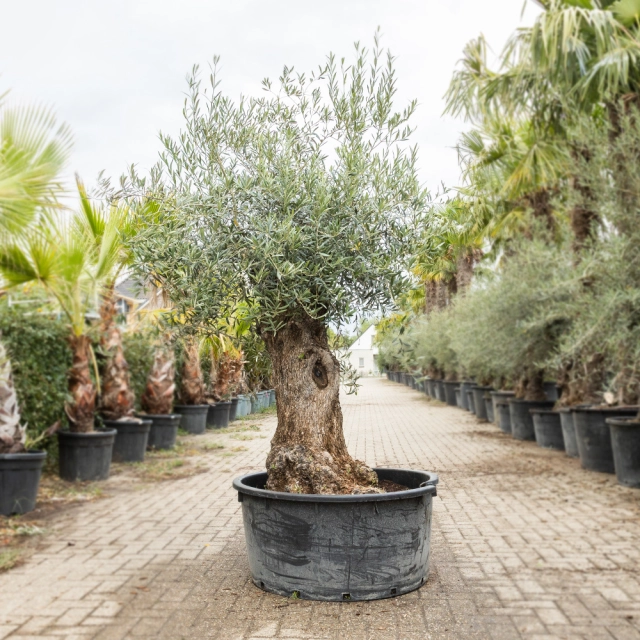 Olijfboom 'Bonsai' #195