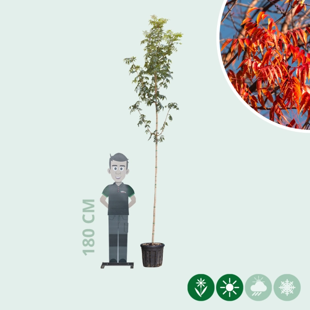 Chinese pistache hoogstam