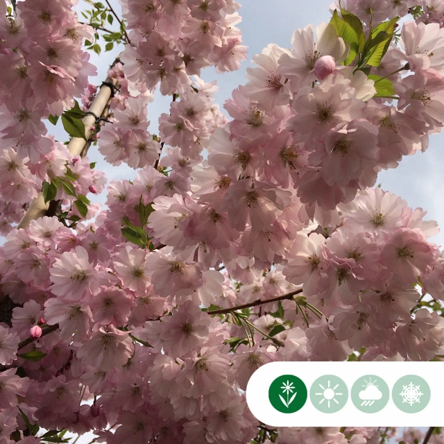 Voorjaarsbloeier: Japanse sierkers Kanzan