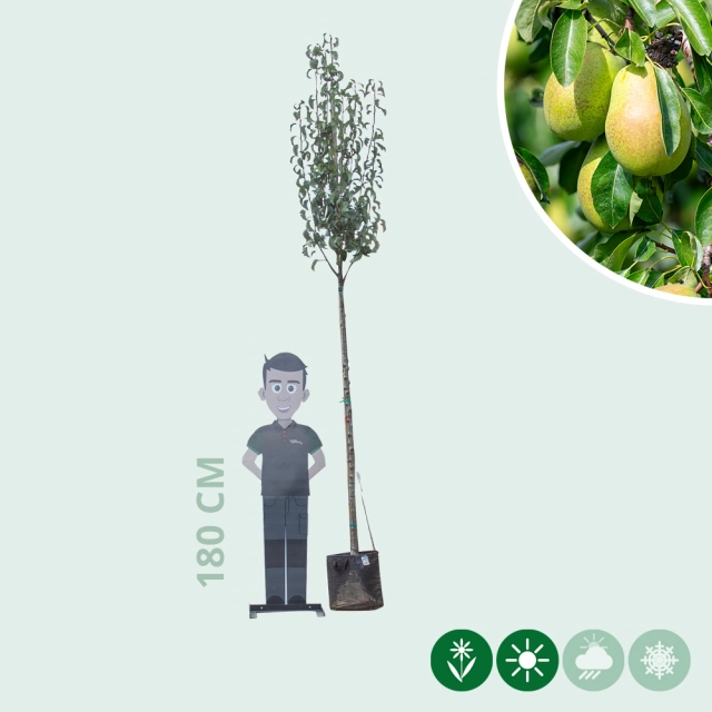 Grote perenboom Gieser Wildeman