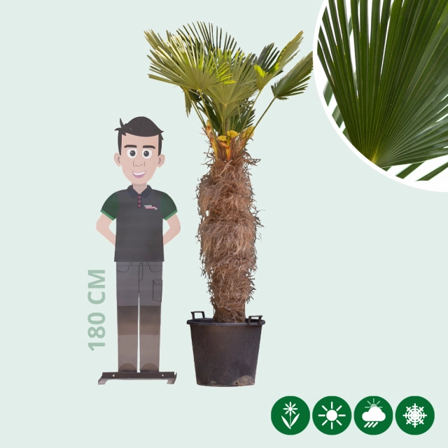 Wagner palm 120 cm stamhoogte