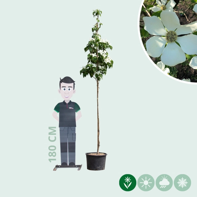 Kornoelje 'Milky Way'