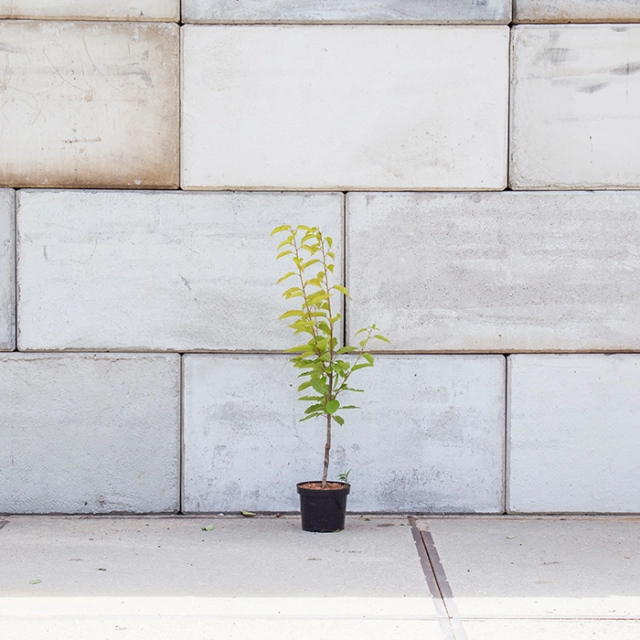 Prunus a. 'Early Rivers'