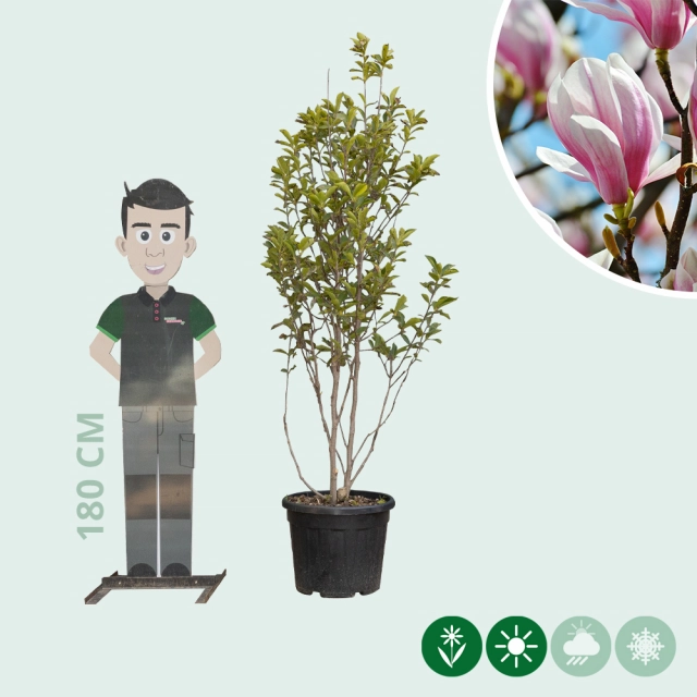 Magnolia soulangeana meerstammig