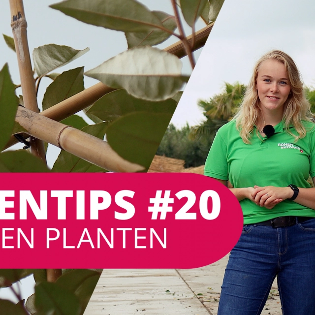 Bomentip #20 | Leibomen plaatsen