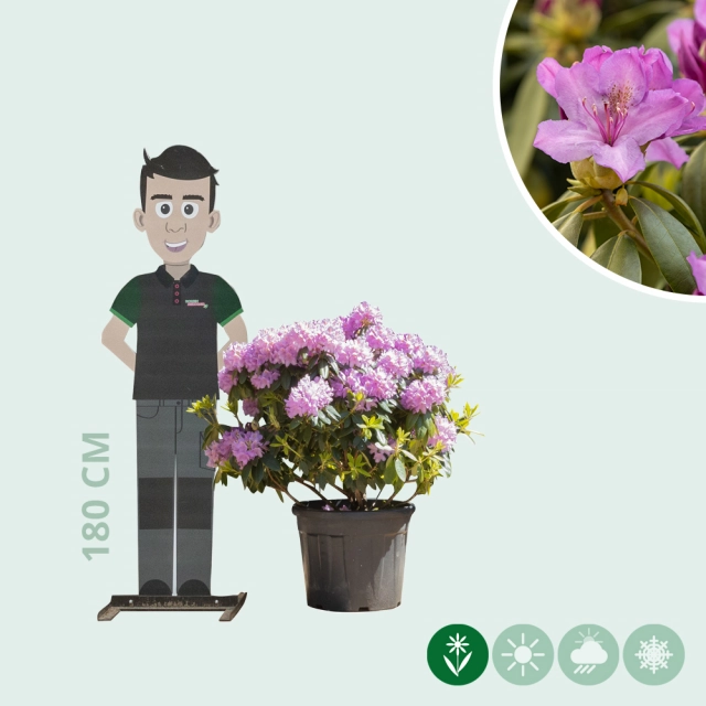 Rhododendron Catawbiense grandiflorum