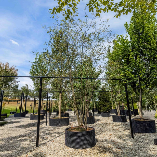 Krentenboom meerstammig #3