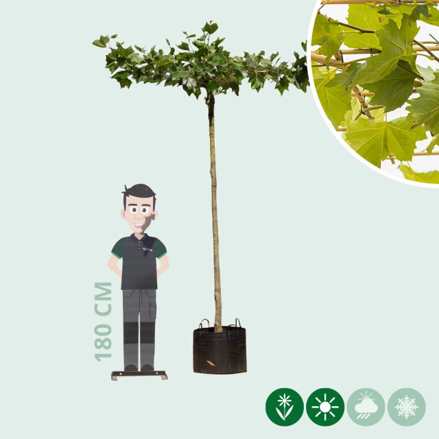 Plataan kruisdak 240 cm stamhoogte