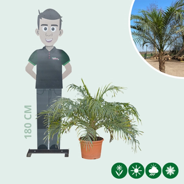 Dwergdadelpalm 50 cm