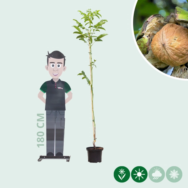 Walnotenboom 'Buccaneer'